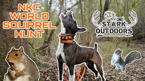 COMPETITION SQUIRREL HUNTING NKC WORLD SQUIRREL HUNT 2023 YouTube