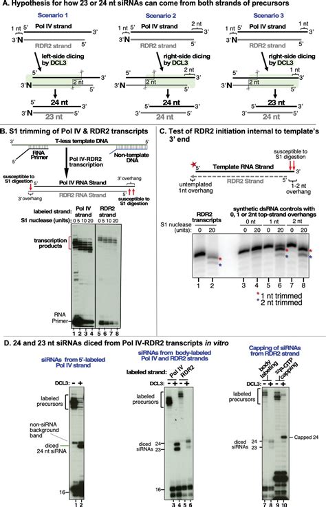 Figures And Data In A DCL3 Dicing Code Within Pol IV RDR2 Transcripts