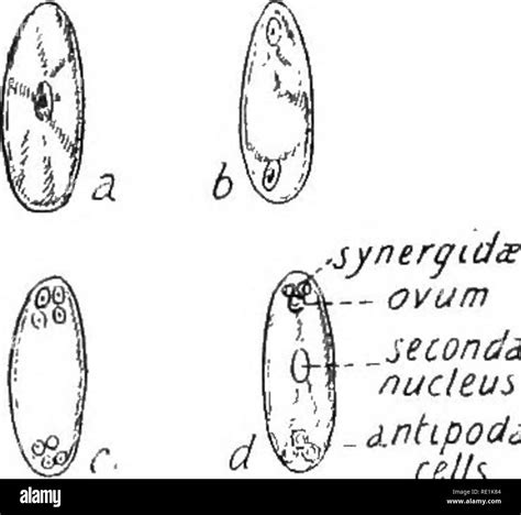 South African Botany Botany Pia 68 Orthotropous Ovule Show Ing