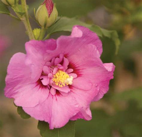 Hibiscus Syriacus First Editions® Tahiti™ Rose Of Sharon