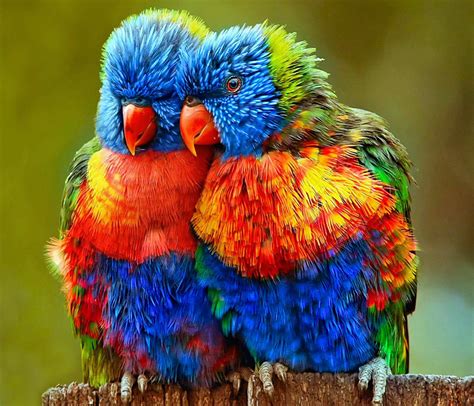 Solve Small Colorful Parrots 460 Jigsaw Puzzle Online With 460 Pieces