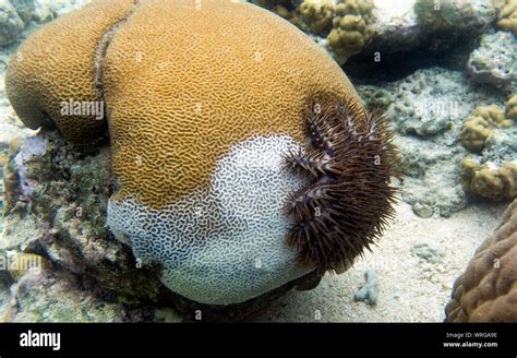 Crown Of Thorns Starfish