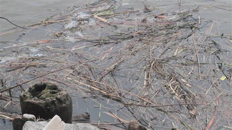 Water Pollution And Grass Floating On The Saka River At Pavilosta