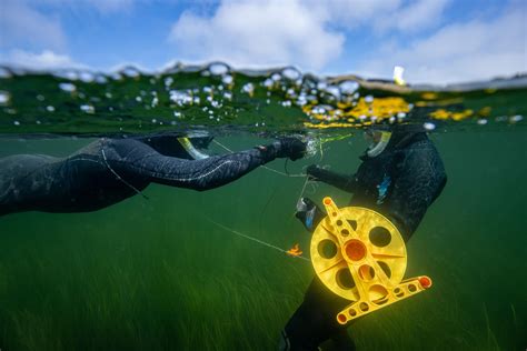 Restoring An Unsung Hero How Eelgrass Is Making Its Comeback In Nova Scotia Environment