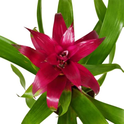 Purple Guzmania Bromeliad Plant Addicts