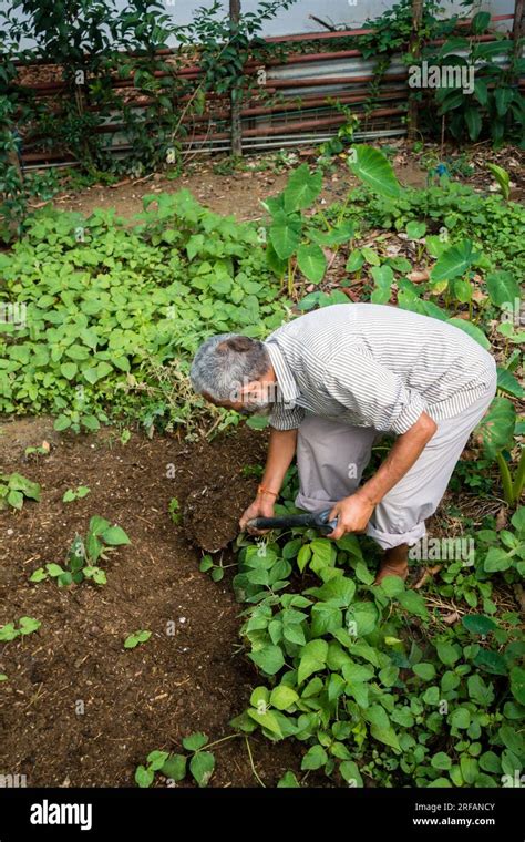 Oct 14th 2022 Uttarakhand India Elderly Retired Indian Man Tending To