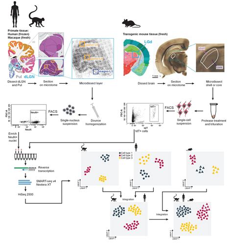 Single Cell And Single Nucleus RNA Seq Uncovers Shared And Distinct