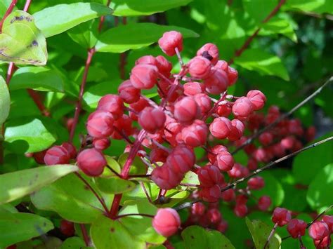 Coriaria Japonica