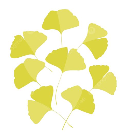 Ginkgo Biloba Leaves Herb Cosmetic Gingko Vector Herb Cosmetic