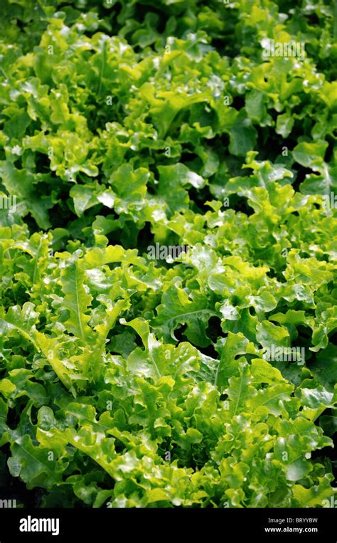 Lactuca Sativa Lettuce Salad Bowl Loose Leaf Flavorful Tender Medium