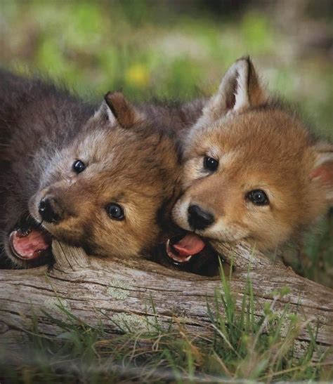 Wolf Cubs | Critters | Pinterest