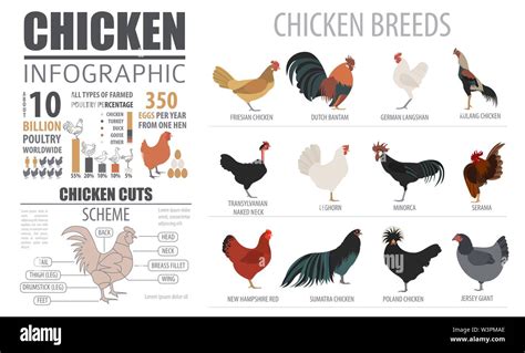 Rooster Breeds Chart