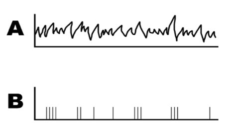 4 Reverse Correlation And Receptive Field Mapping Computational