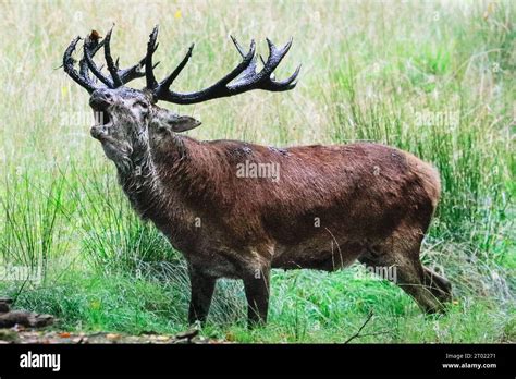 D Lmen Germany Rd Oct A Large Mature Red Deer Stag Cervus