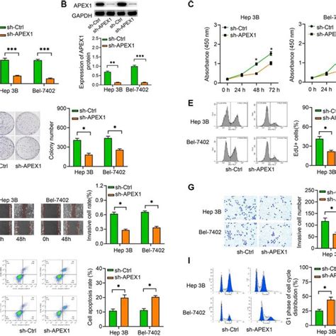 Apex1 Modulates Hcc Cell Proliferation Migration Invasion Apoptosis