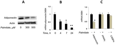 Palmitate Decreases Adiponectin Expression And Secretion A