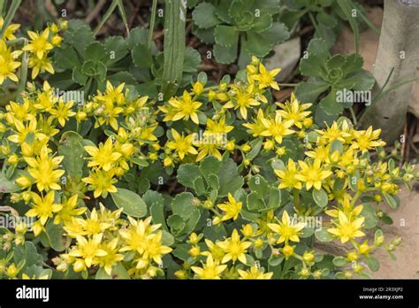 Sedum Hybridum Known As Hybrid Stonecrop Siberian Stonecrop Stock