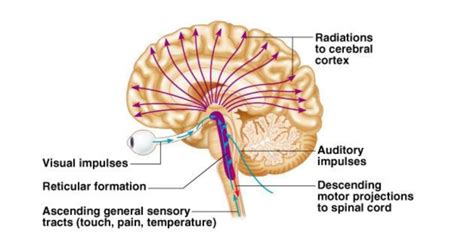 ANAPHY-BRAIN-RETICULAR FORMATION Diagram | Quizlet