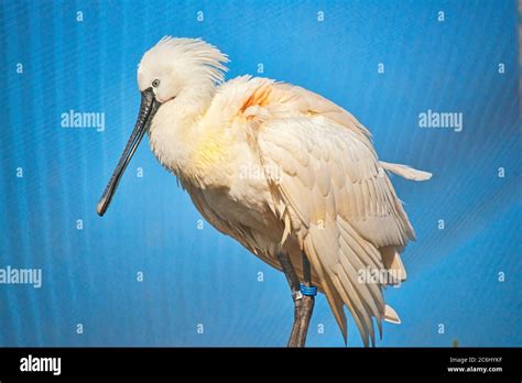 Chester Zoo Cheshire England Uk Stock Photo Alamy