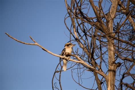 Riendo Kookaburra Pájaro Aviar Foto gratis en Pixabay