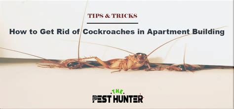 How To Get Rid Of Cockroaches In Apartment Building The Pest Hunter