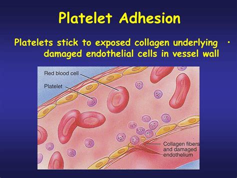 Ppt Platelets Plt Thrombocytes Powerpoint Presentation Free