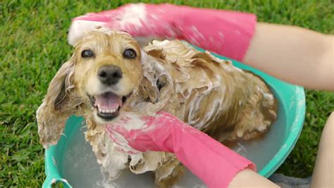 Best Shampoo For Cocker Spaniels