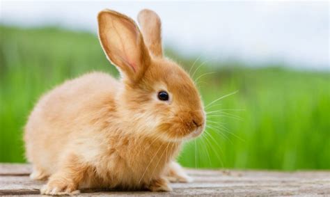 C Mo Saber Si Un Conejo Est Enfermo S Ntomas De Un Conejo Enfermo