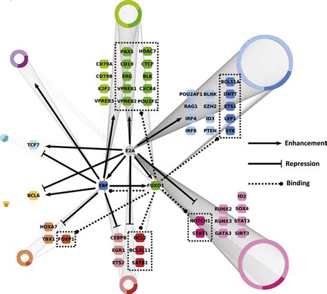 Regulatory Network Linking Transcriptional Activators Signaling