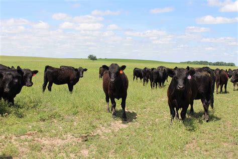 Bova-Breeder Premier Availa 4 - Furst-McNess Company