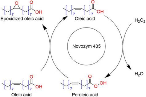 Fatty Acid Epoxidation On Enzymes Experimental Study And Modeling Of