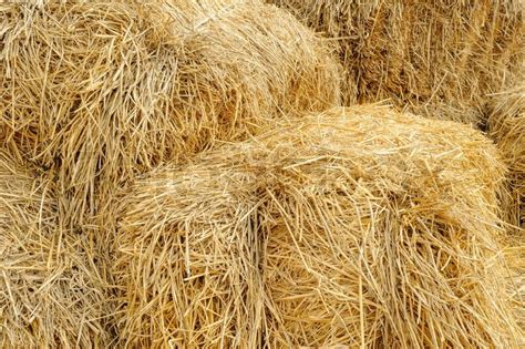 Hay bale background texture in ... | Stock image | Colourbox