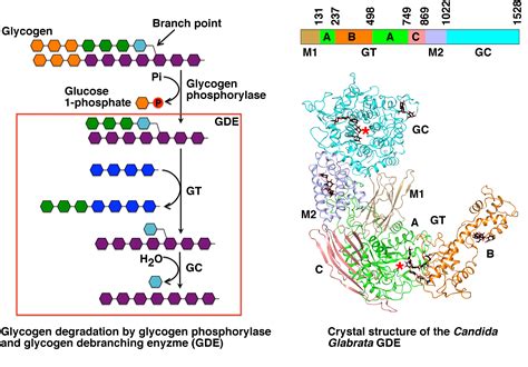 debranching enzyme – Liberal Dictionary