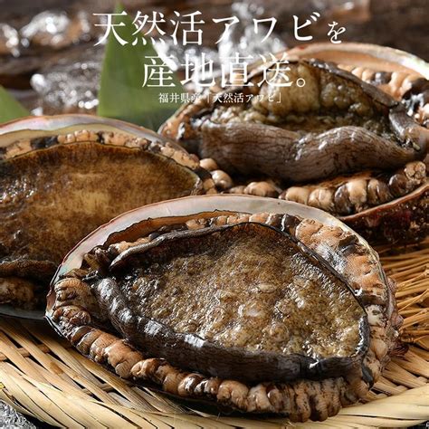 【同梱不可】 活アワビ アワビ 活 あわび 中サイズ 約200g（約200g×1枚） 天然 国産 福井県産 鮑 お歳暮 冬グルメ 冬ギフト