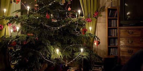 Come Curare Un Albero Di Natale Vero Greenstyle