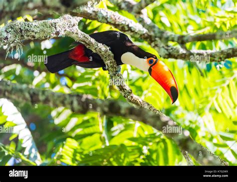 Toco Toucan feeding Stock Photo - Alamy