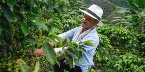 Cultivo De Caf En Colombia Claves Para El Xito