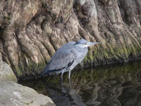 Fotos Gratis P Jaro Fauna Silvestre Vertebrado Garza Garza Gris