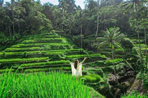 Bosque De Los Monos De Ubud Ubud Reserva De Entradas Y Tours