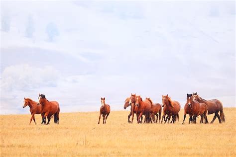 Cavalos Correndo Pela Estepe Rebanho De Liberdade Din Mica Foto Premium