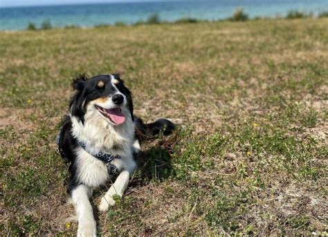 Border Aussie Dog Breed Health and Care | PetMD