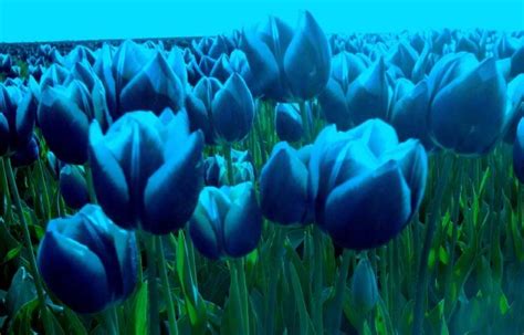 Blue Tulips Wallpaper