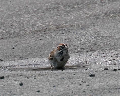 Pictures and information on Lark Sparrow