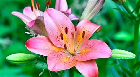 How To Plant Grow And Care For Asiatic Lilies