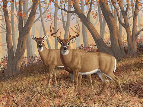 Whitetail Buck Paintings