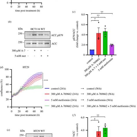 Activation Of AMPK Sensitises Non Edited HCT116 And HT29 Colorectal