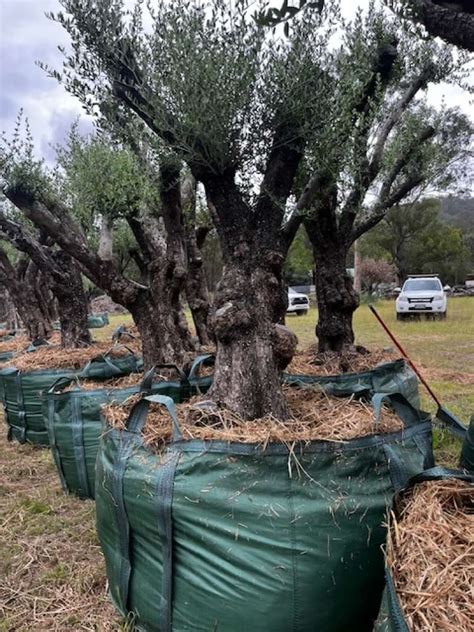 Gnarly Olive Trees Delivery Australia Wide