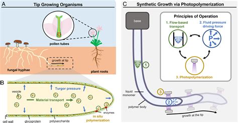 Fungal Hyphae Diagram