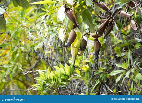 Wild Orchid Nepenthes Ampullaria Pitcher Plant Evolved Away From