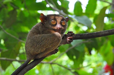 Philippine Tarsier – Facts, Size, Habitat, Pictures